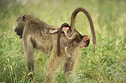 Baboons Chobe